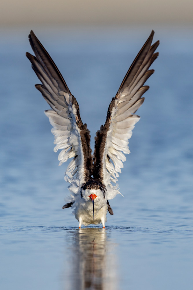 Black Skimmers​ Birds Dennis Goodman Photography