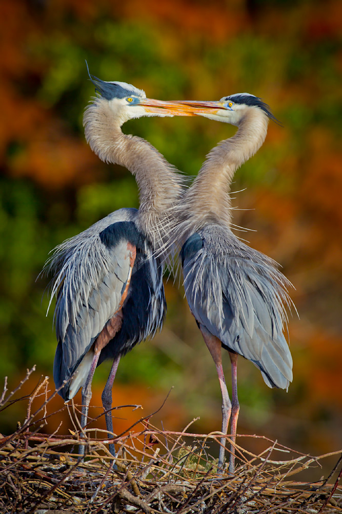 Blue Heron Birds | Wall Art | Pictures | Images | Pics |Wallpaper