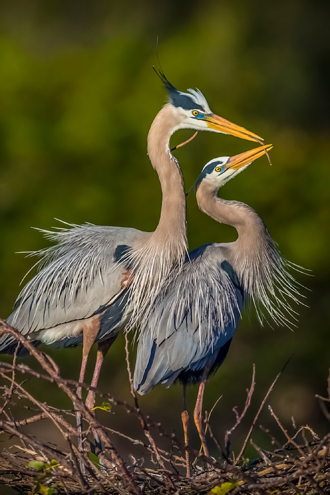 Blue Heron Birds | Wall Art | Pictures | Images | Pics |Wallpaper