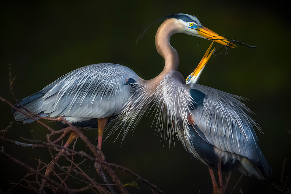 Blue Heron Birds | Wall Art | Pictures | Images | Pics |Wallpaper