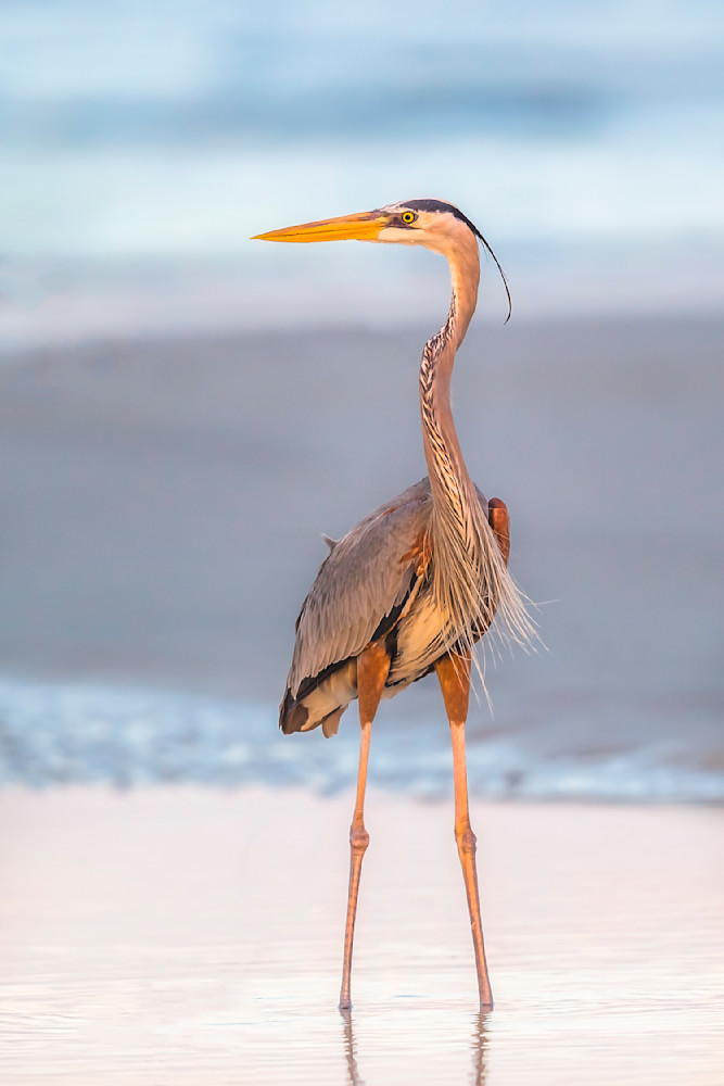 Blue Heron Birds | Wall Art | Pictures | Images | Pics |Wallpaper
