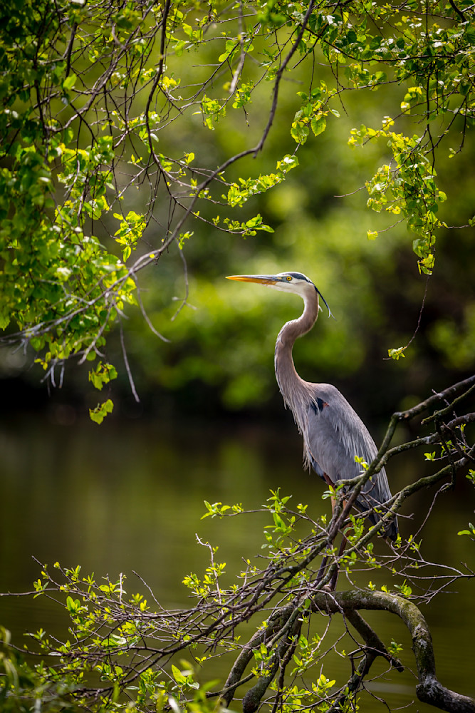 Blue Heron Birds | Wall Art | Pictures | Images | Pics |Wallpaper