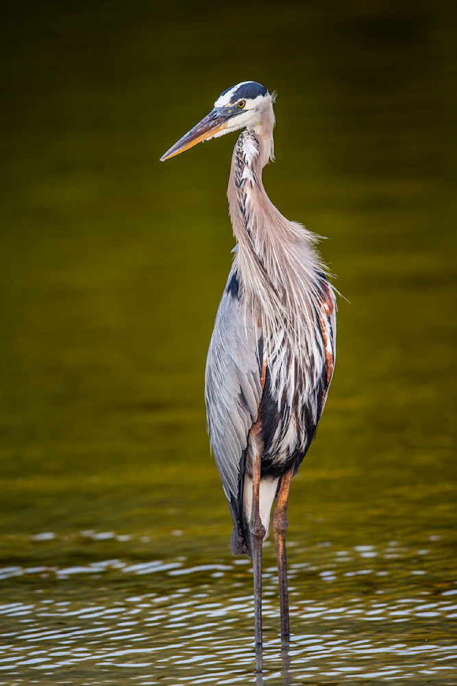Blue Heron Birds | Wall Art | Pictures | Images | Pics |Wallpaper
