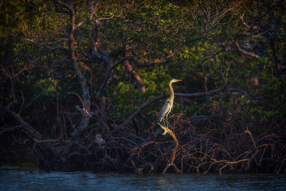 Blue Heron Birds | Wall Art | Pictures | Images | Pics |Wallpaper