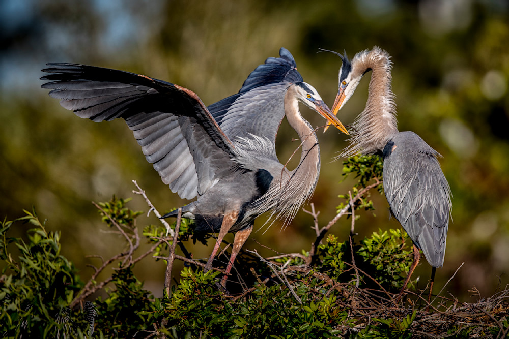 Blue Heron Birds | Wall Art | Pictures | Images | Pics |Wallpaper