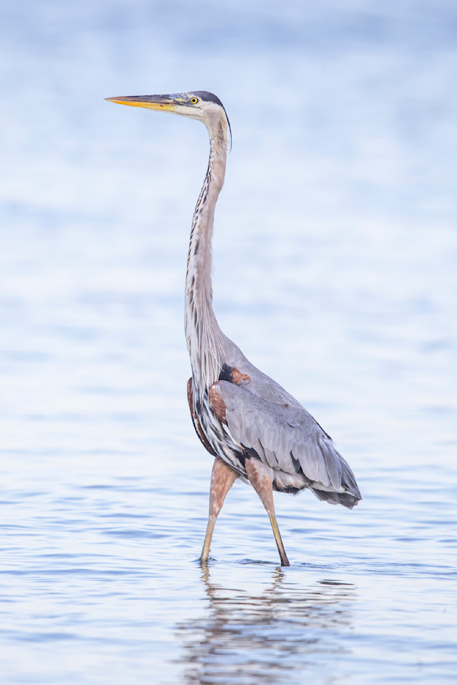 Blue Heron Birds | Wall Art | Pictures | Images | Pics |Wallpaper