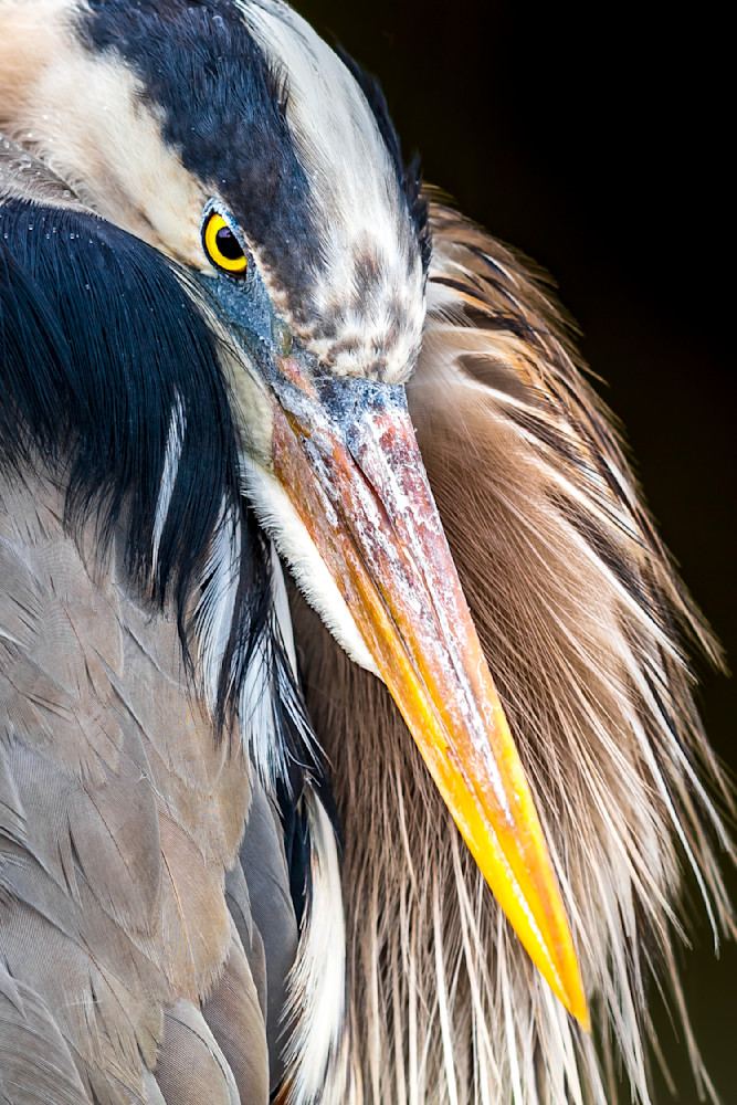 Blue Heron Birds | Wall Art | Pictures | Images | Pics |Wallpaper