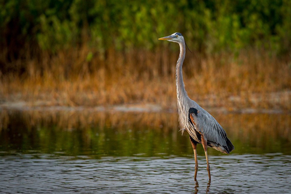 Blue Heron Birds | Wall Art | Pictures | Images | Pics |Wallpaper