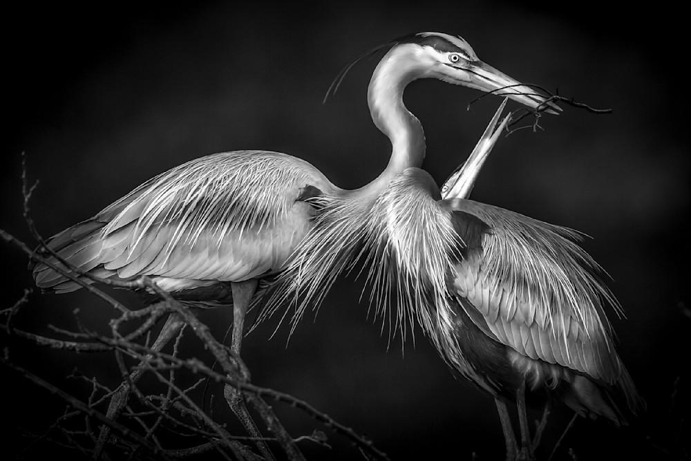 Blue Heron Birds | Wall Art | Pictures | Images | Pics |Wallpaper