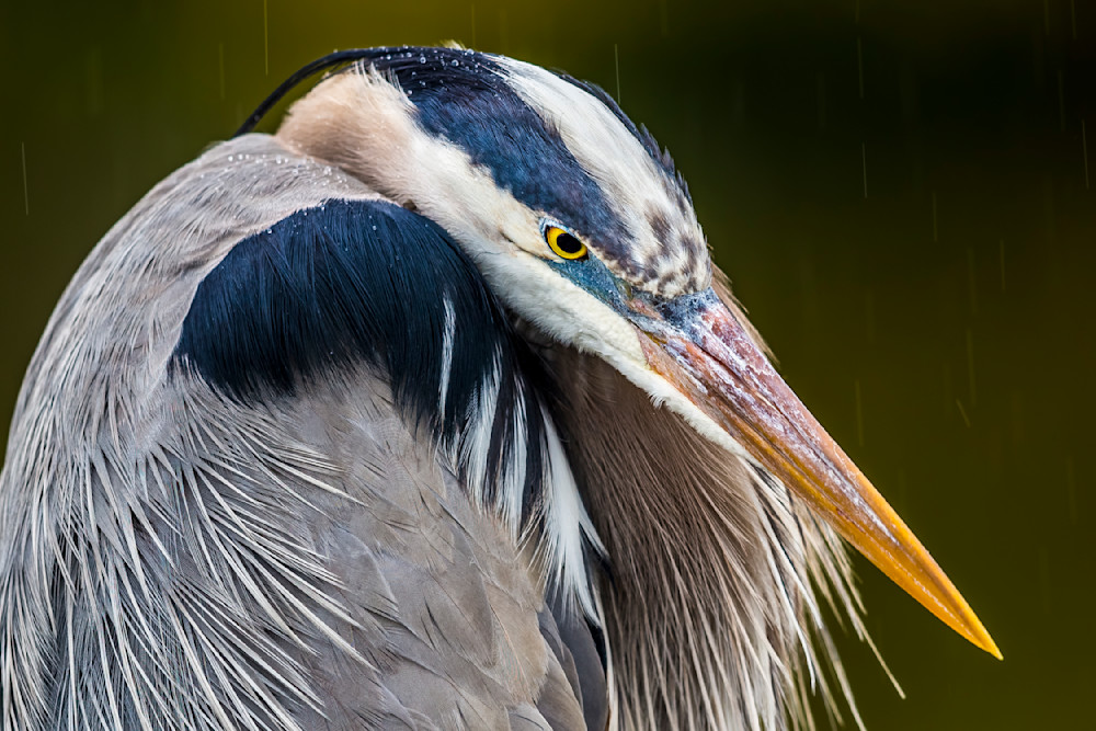 Blue Heron Birds | Wall Art | Pictures | Images | Pics |Wallpaper