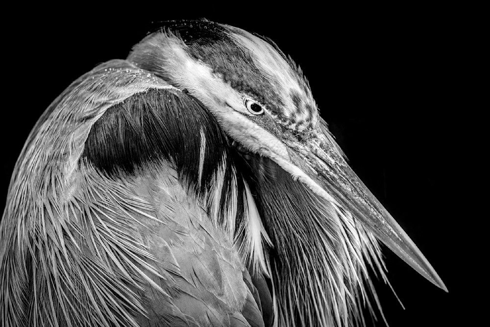 Blue Heron Birds | Wall Art | Pictures | Images | Pics |Wallpaper