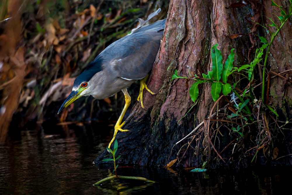 Photographs | Art | Images | Photos | Dennis Goodman Photography