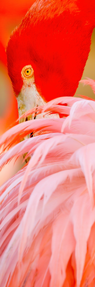 Flamingo Photos | Art | Dennis Goodman Photography