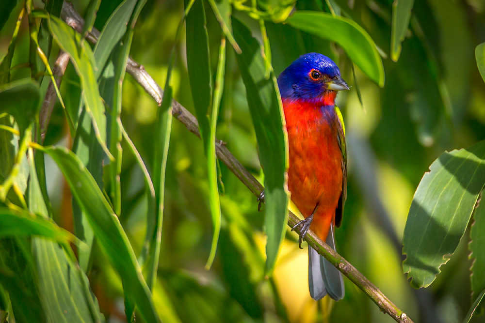 Painted Bunting Bird Images | Dennis Goodman Photography