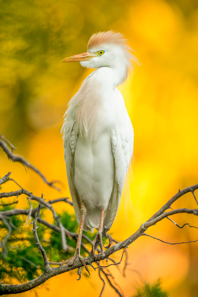 Cattle Egrets Birds | Dennis Goodman Photography