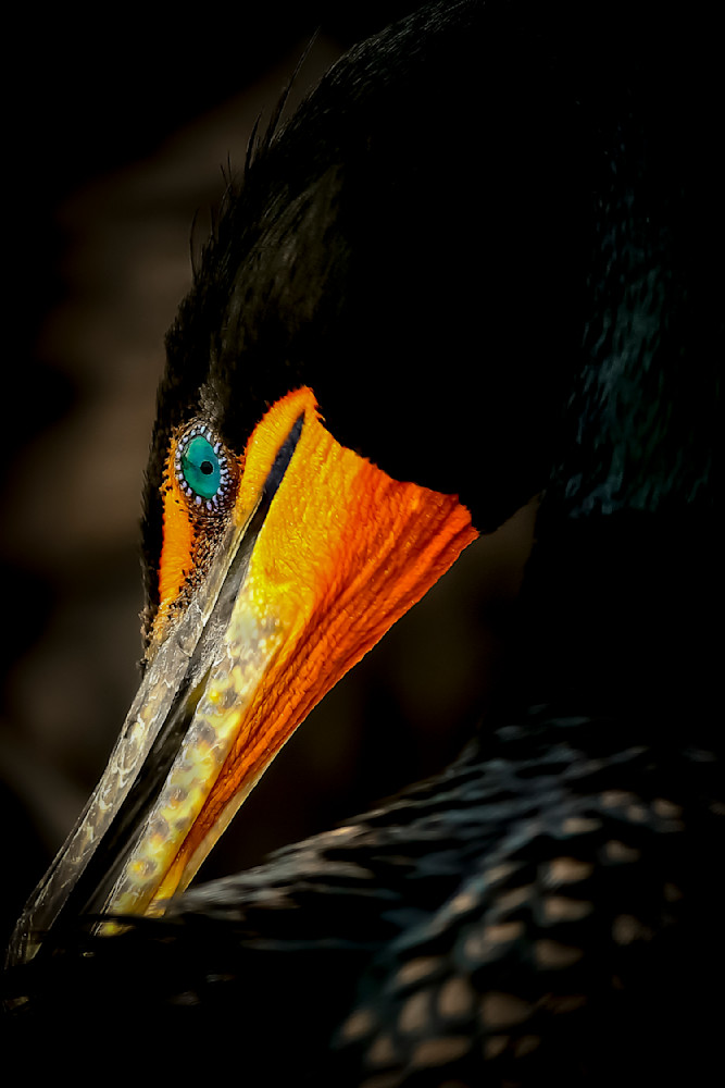 Cormorants Birds | Images | Dennis Goodman Photography