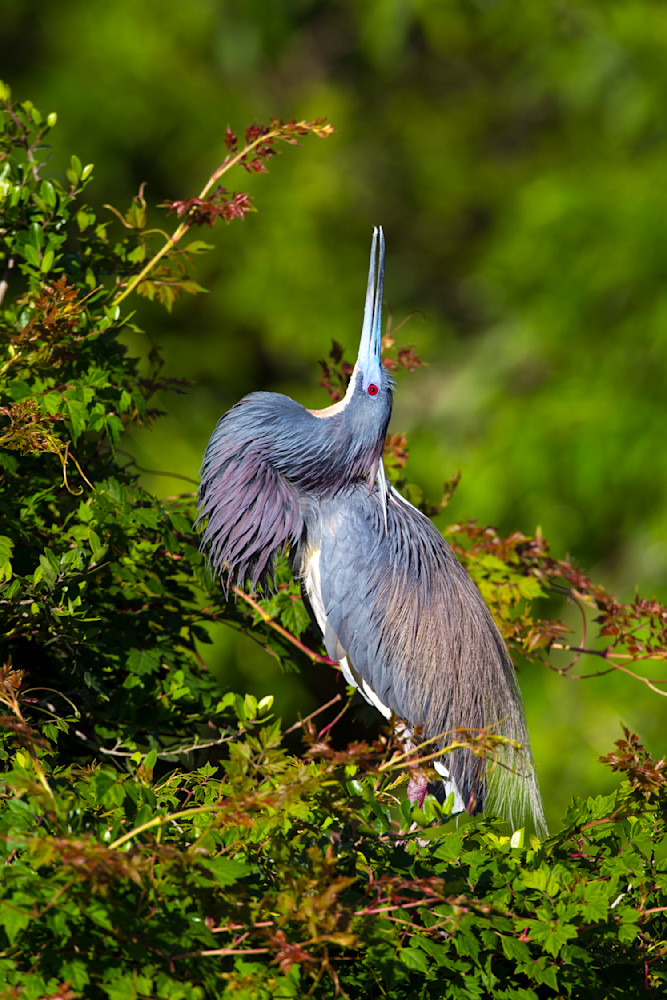 Photographs | Art | Images | Photos | Dennis Goodman Photography