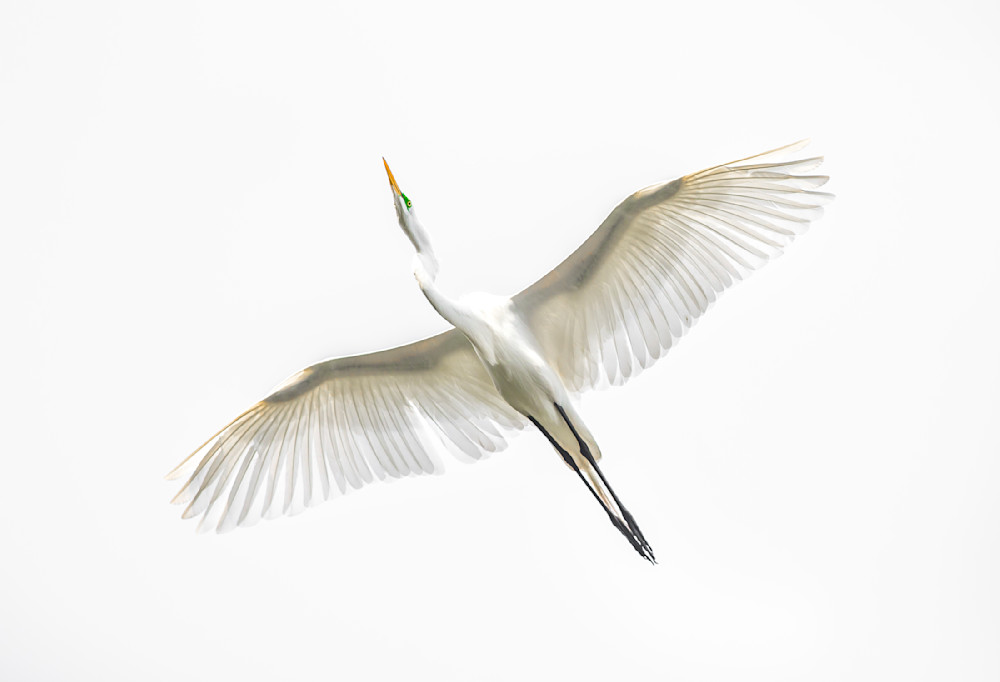 Great Egrets Birds | Pictures | Photos | Florida 