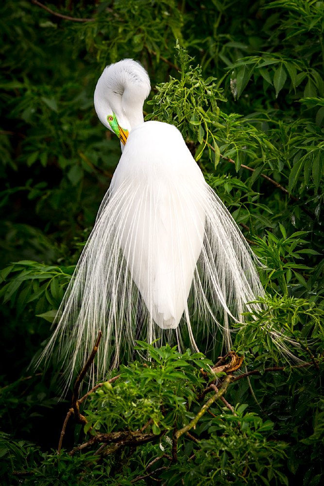 Great Egrets Birds | Pictures | Photos | Florida 