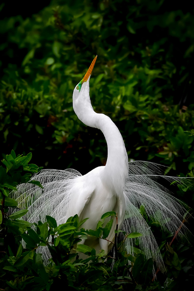 Great Egrets Birds | Pictures | Photos | Florida 