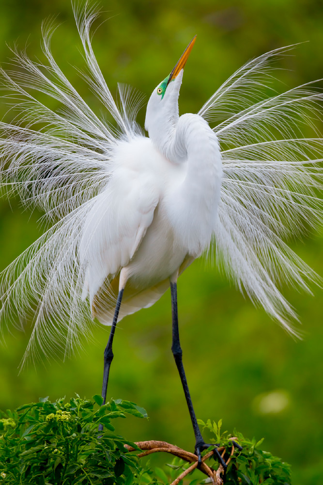 Great Egret 13 Photography Art | Dennis Goodman Photography, Inc.
