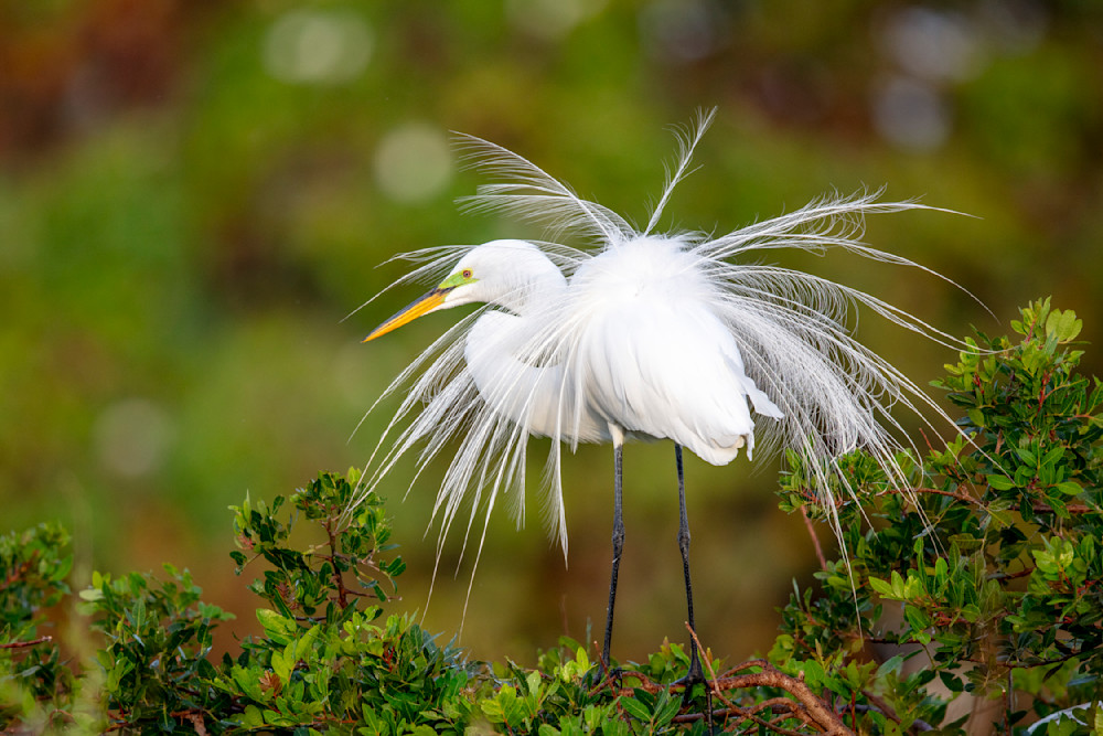 GREAT EGRET 25