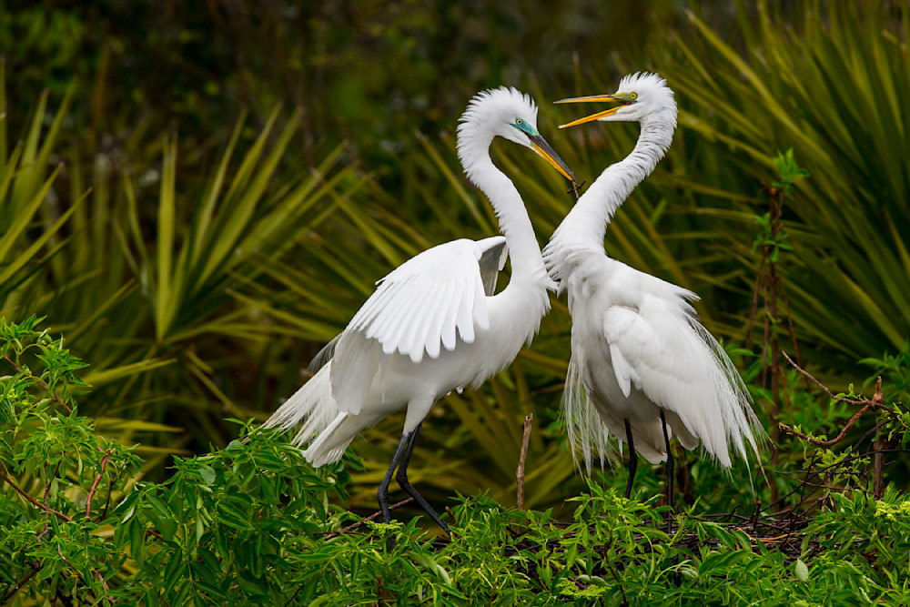 Great Egrets