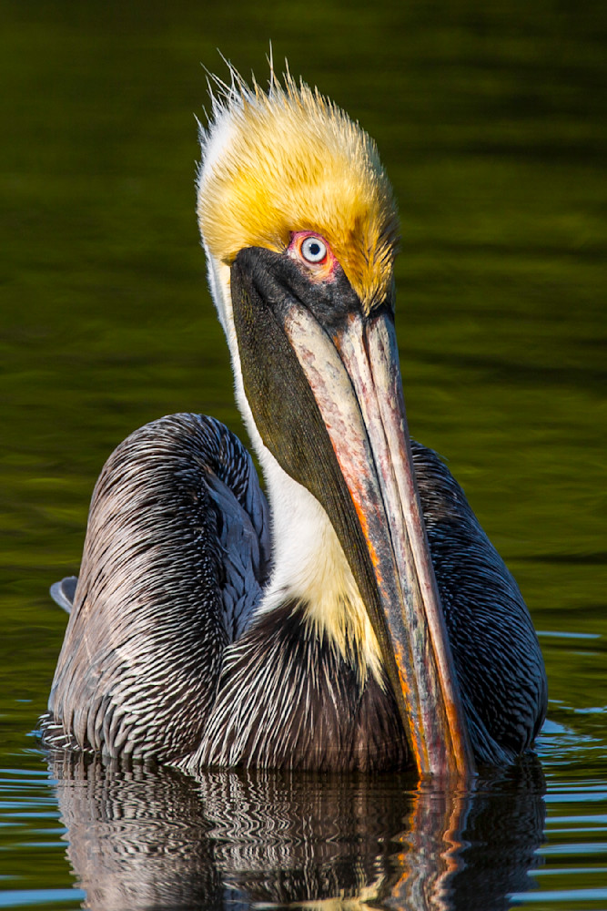 Pelican 2 Photography Art | Dennis Goodman Photography