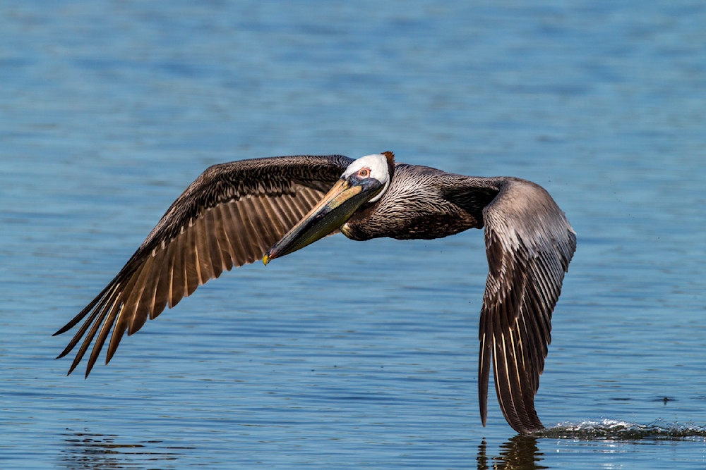Pelicans Bird Images | Pics | Dennis Goodman Photography