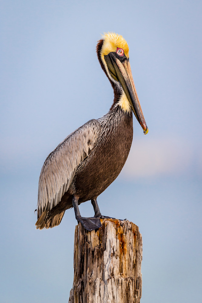 Pelicans Bird Images | Pics | Dennis Goodman Photography