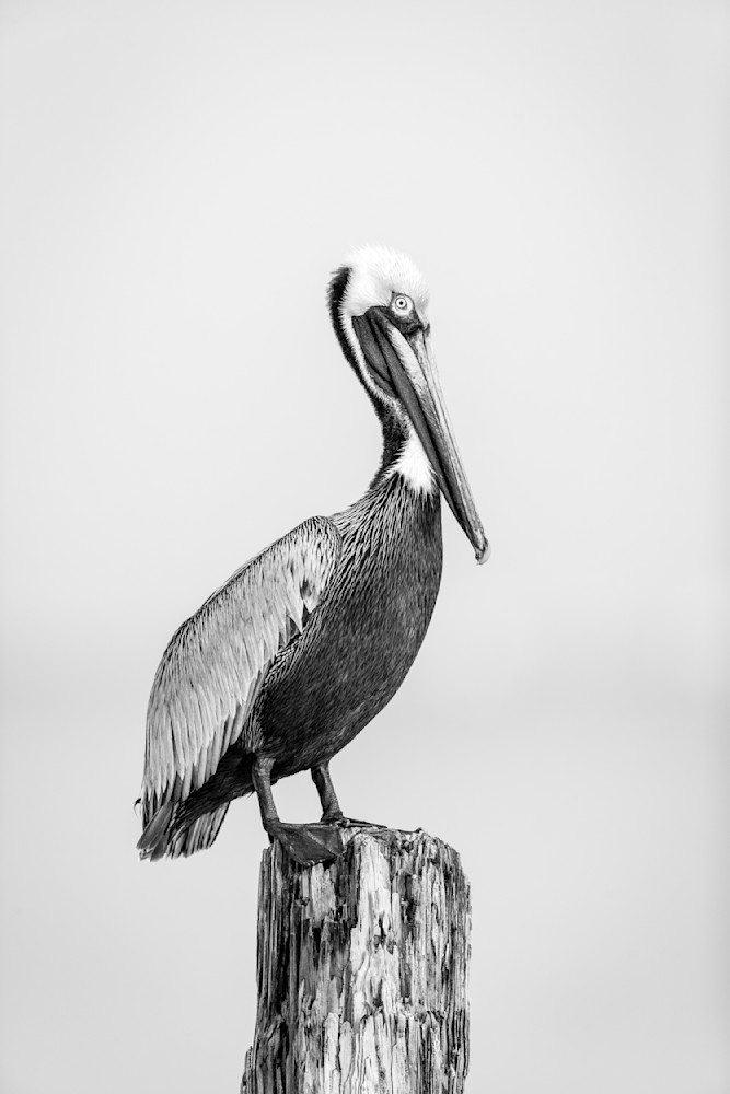 Pelican 8 2 Photography Art | Dennis Goodman Photography