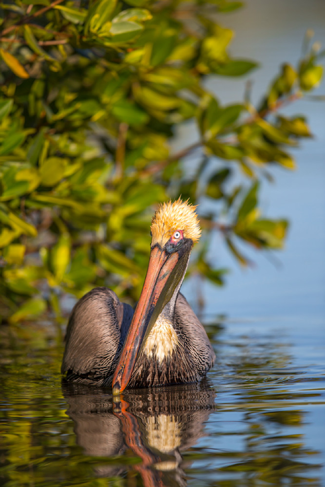 Pelicans Bird Images | Pics | Dennis Goodman Photography