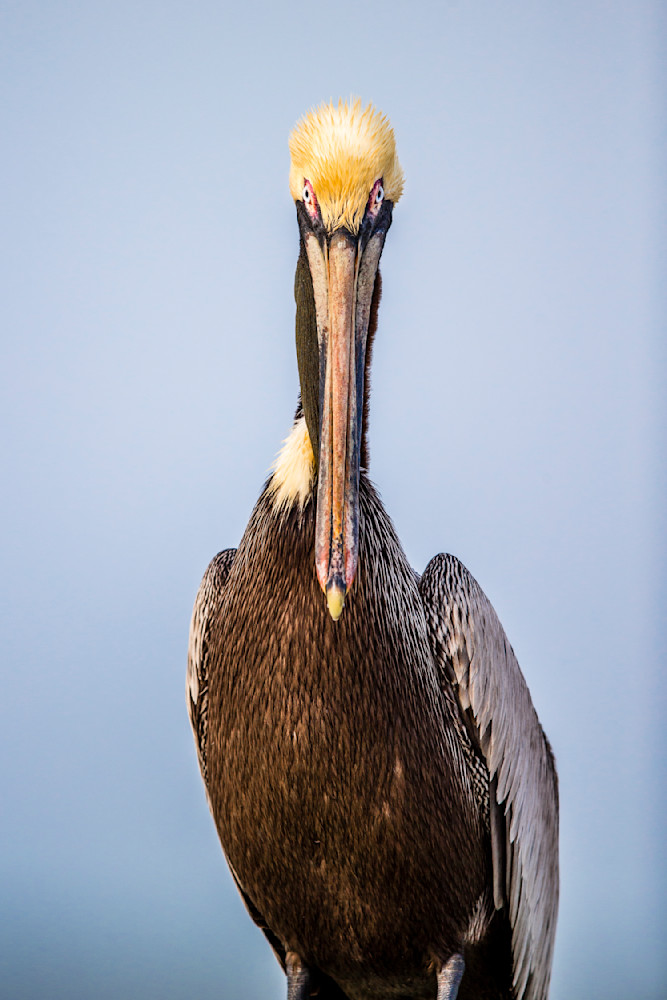 Pelicans Bird Images | Pics | Dennis Goodman Photography