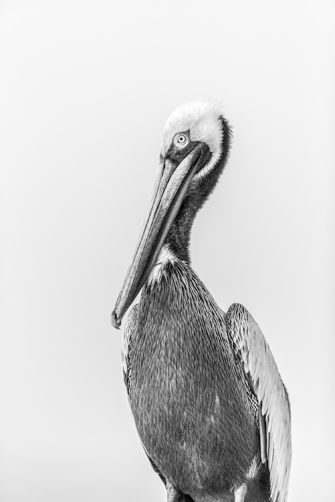 Pelicans Bird Images | Pics | Dennis Goodman Photography