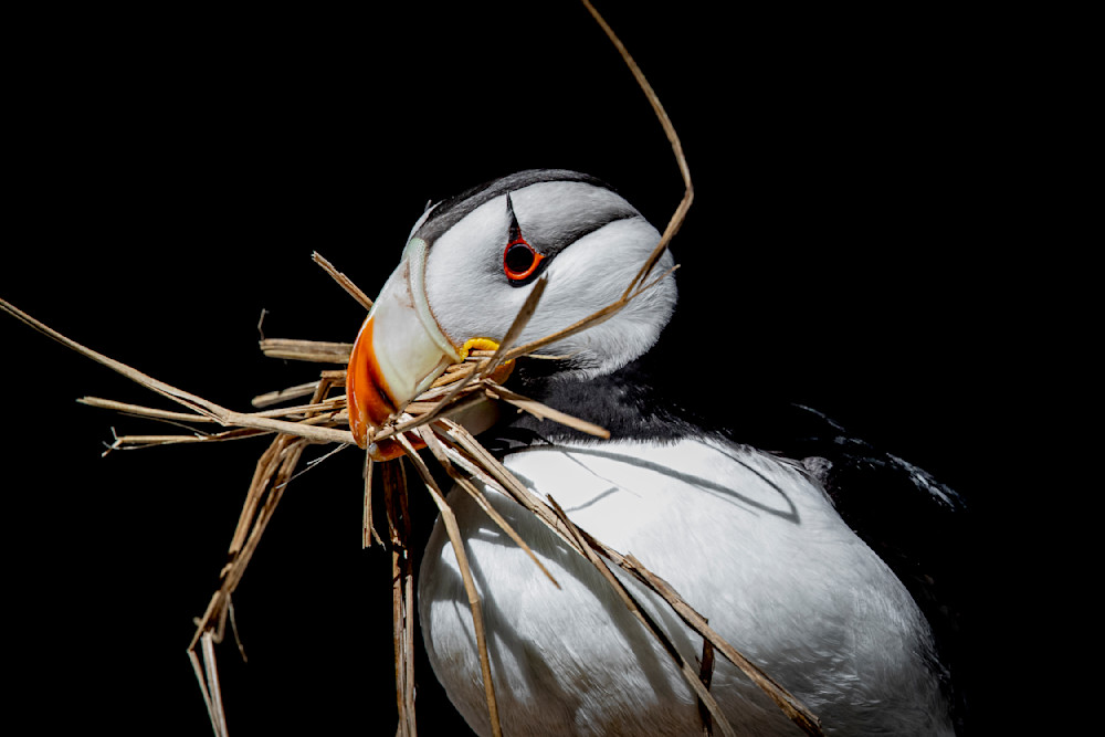 Puffin Birds Photos | Art | Images | Dennis Goodman Photography