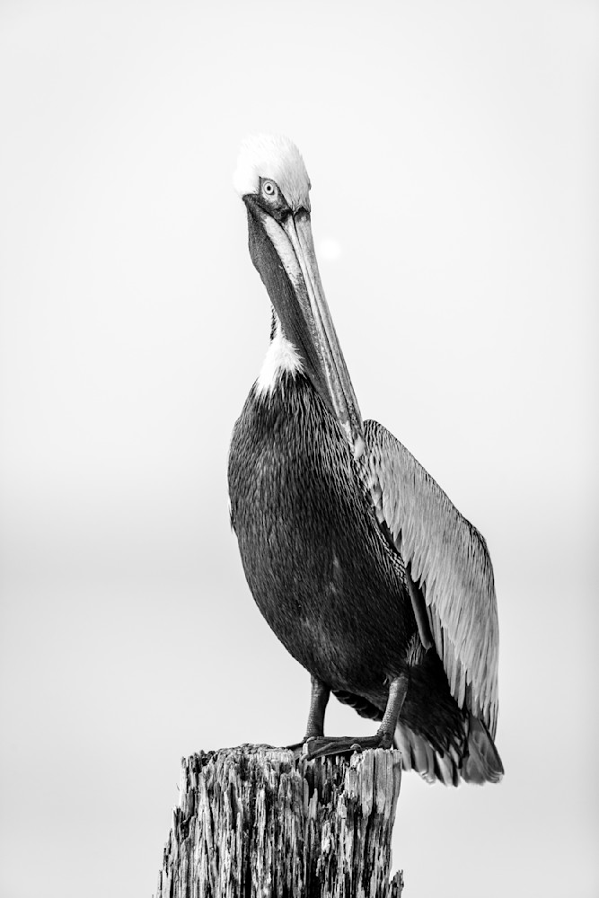 Pelicans Bird Images | Pics | Dennis Goodman Photography