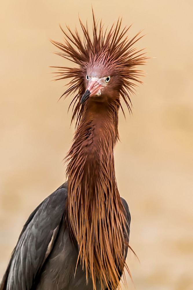 Reddish Egret | Dennis Goodman Photography