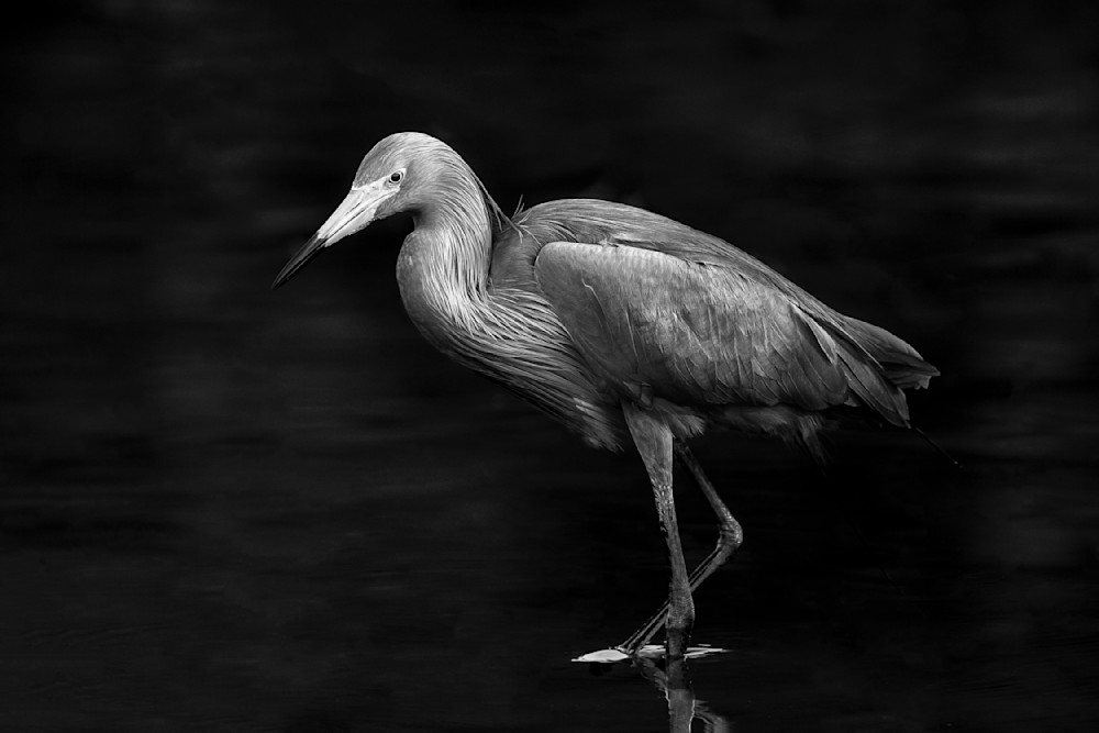 REDDISH EGRET 3 BW