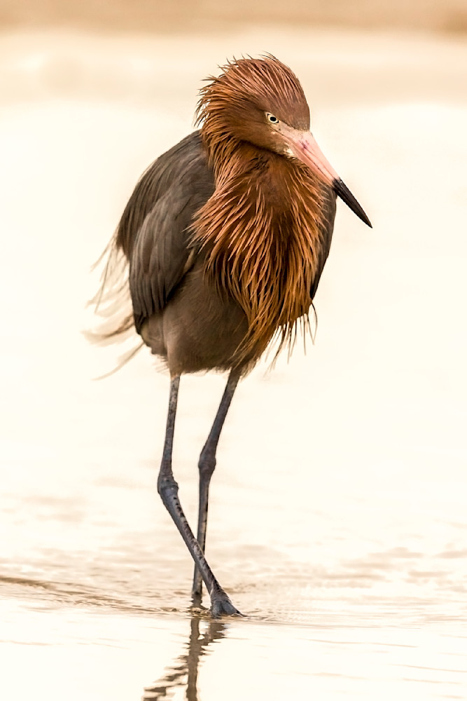 Reddish Egret | Dennis Goodman Photography