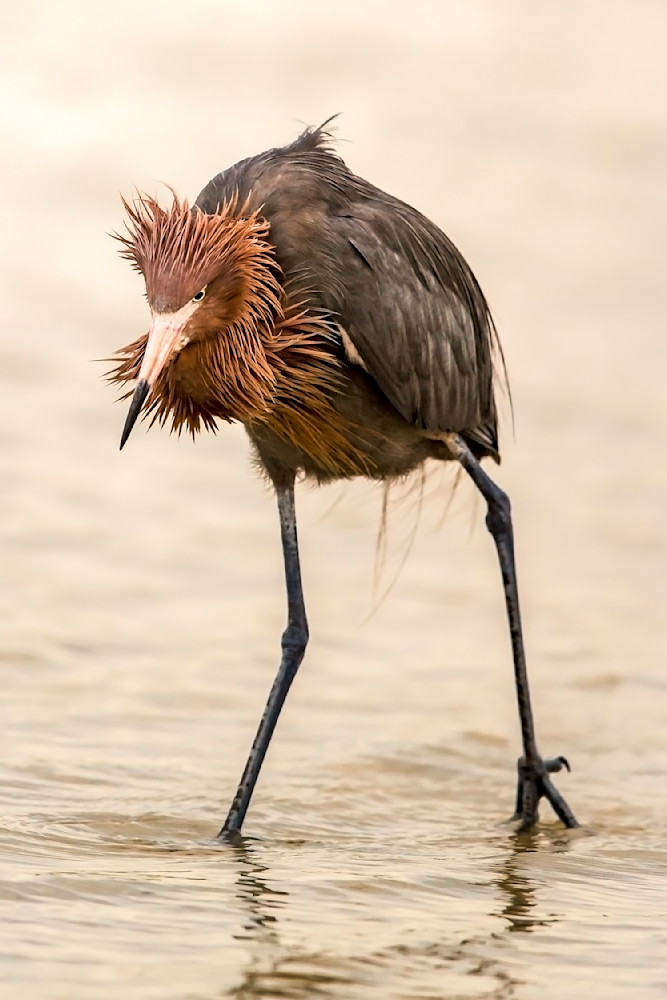 Reddish Egret | Dennis Goodman Photography