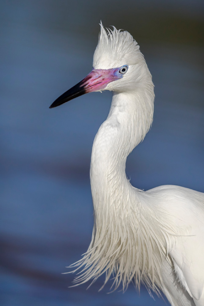 Reddish Egret White Morph | Dennis Goodman Photography