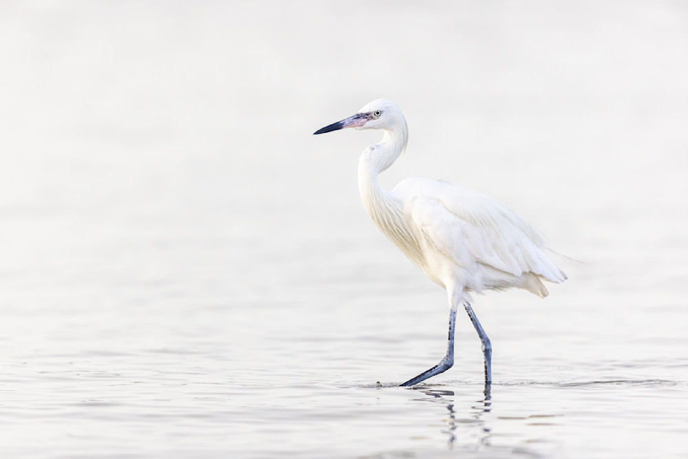 Reddish Egret White Morph | Dennis Goodman Photography
