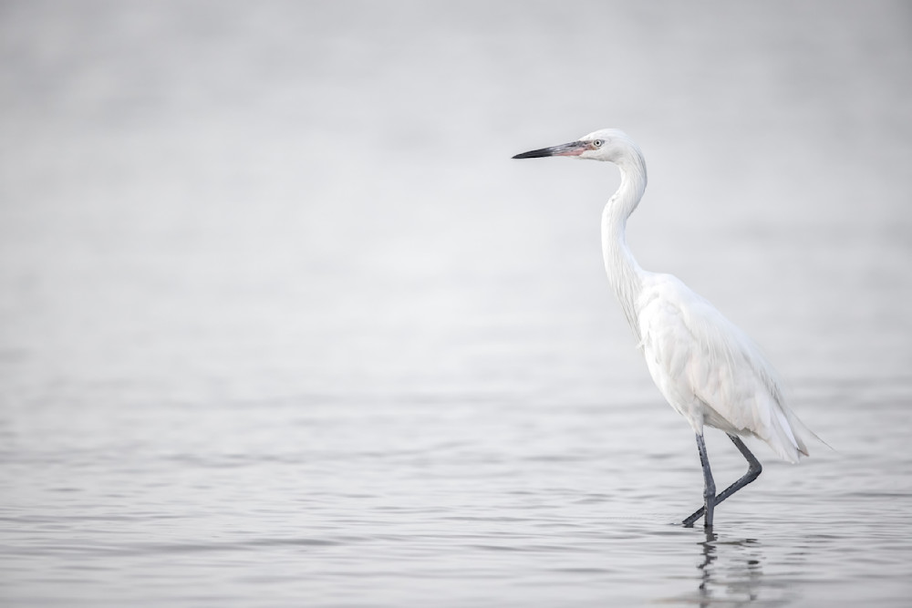 Reddish Egret White Morph | Dennis Goodman Photography