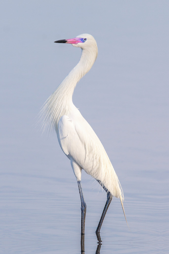 Reddish Egret White Morph | Dennis Goodman Photography