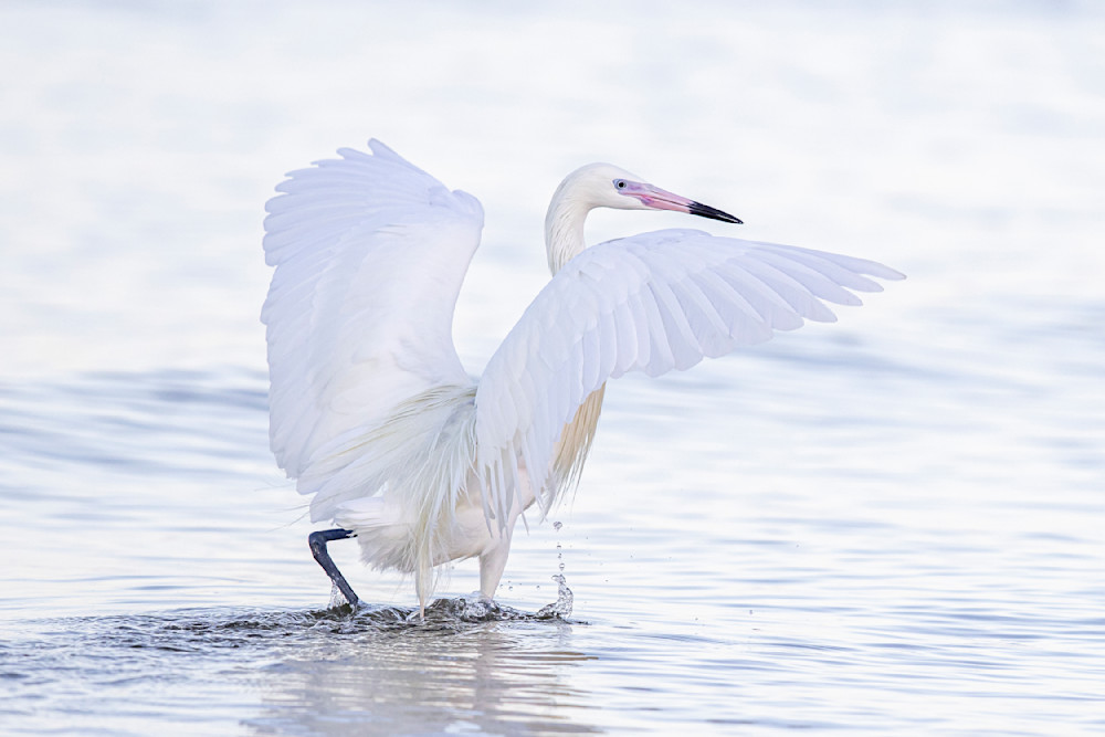 Reddish Egret White Morph | Dennis Goodman Photography
