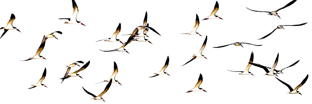 Black Skimmers​ Birds Dennis Goodman Photography
