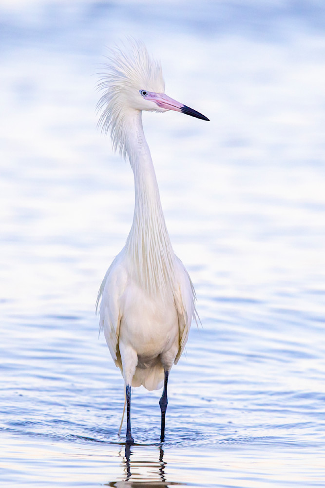 Reddish Egret White Morph | Dennis Goodman Photography