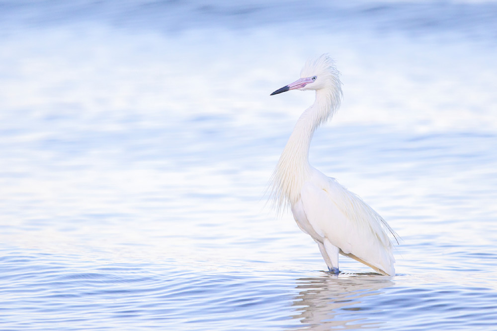 Reddish Egret White Morph | Dennis Goodman Photography