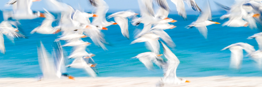 Royal Terns Birds | Dennis Goodman Photography