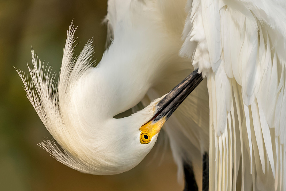 Snowy Egret Bird Photos | Dennis Goodman Photography